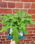 Bonsai 18cm - Pink Oak - Quercus Palustris