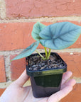 Baby Plant - Alocasia Elaine