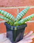 Sansevieria Boncel - 7cm Pot