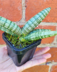 Sansevieria Boncel - 7cm Pot