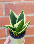 Sansevieria in ceramic pot - DE size - 8cm Ceramic pot