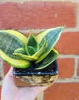 Sansevieria in ceramic pot - DE size - 8cm Ceramic pot