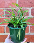 Lemon Button Fern - Nephrolepis Duffii - 13cm pot