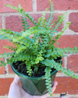 Lemon Button Fern - Nephrolepis Duffii - 13cm pot