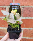 Baby Plant - Syngonium Pink Arrow