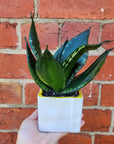 Sansevieria in ceramic pot - DE size - 8cm Ceramic pot