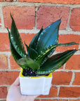 Sansevieria in ceramic pot - DE size - 8cm Ceramic pot