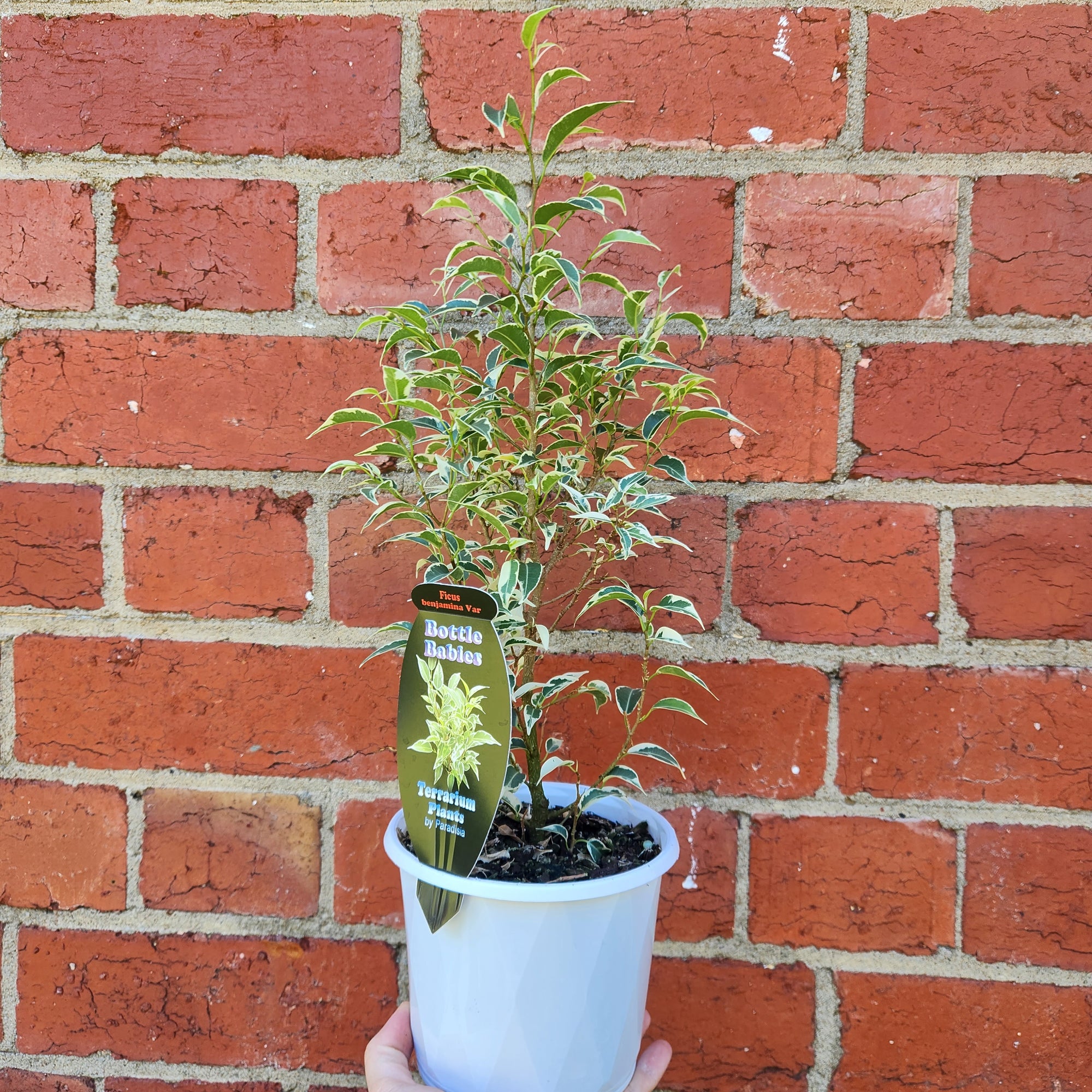 Ficus Benjamin Variegated - 13cm pot
