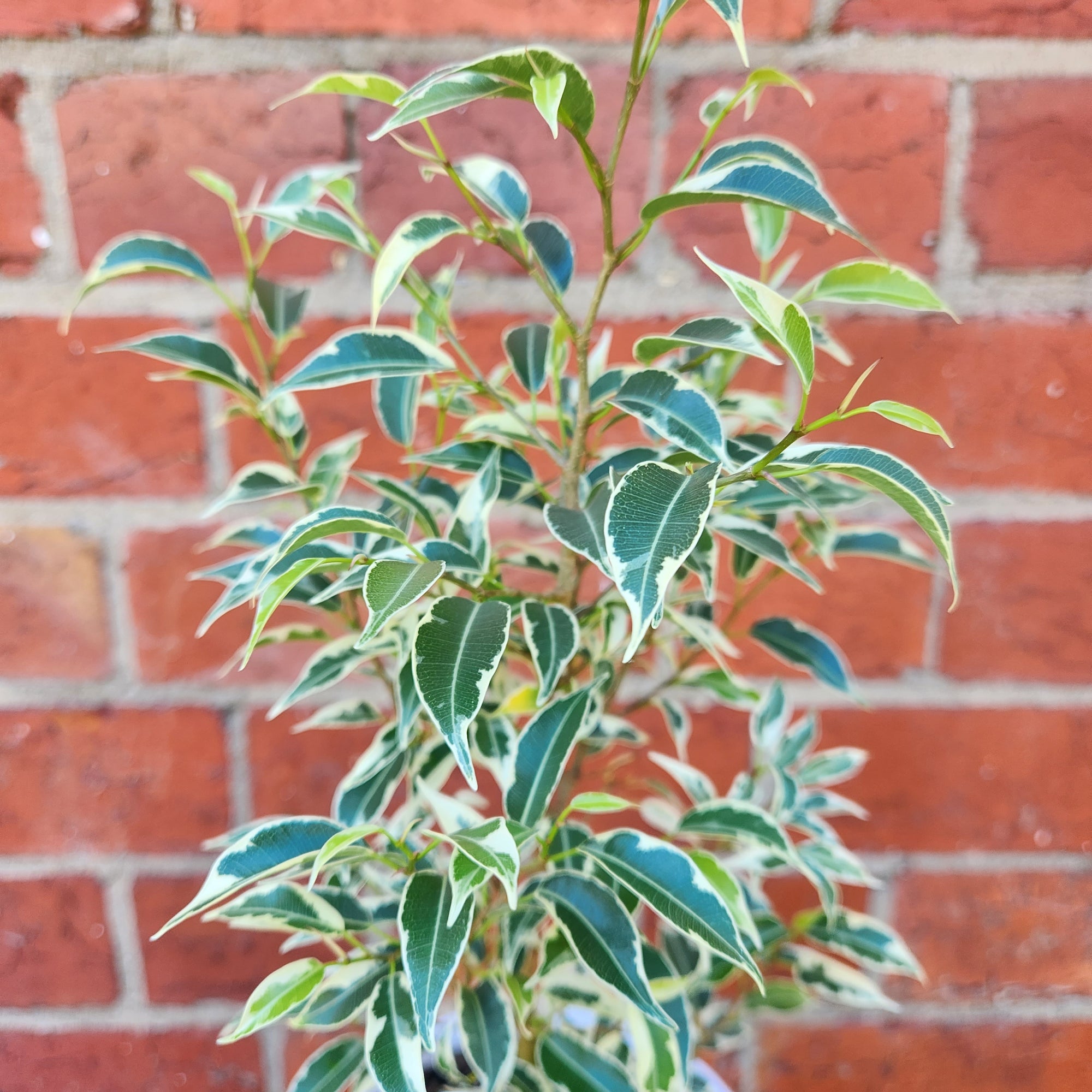 Ficus Benjamin Variegated - 13cm pot