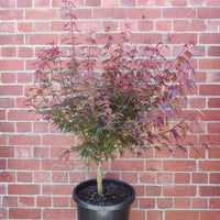 Acer palmatum 'Shaina' (Japanese Maple) - 30cm Pot Folia House