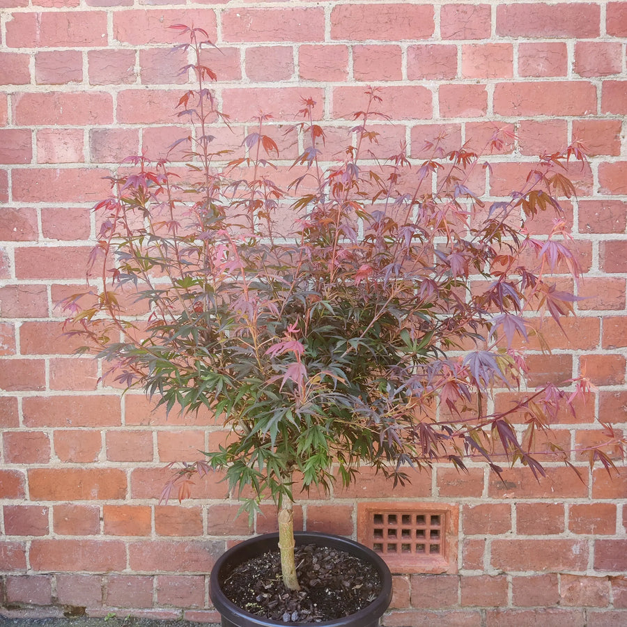 Acer palmatum 'Shaina' (Japanese Maple) - 30cm Pot Folia House