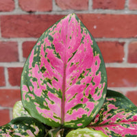 Aglaonema Hybrid - 13cm pot Folia House