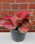 Aglaonema Red - 20cm Pot Folia House