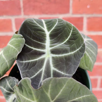 Alocasia Black Velvet - 12cm Pot Folia House