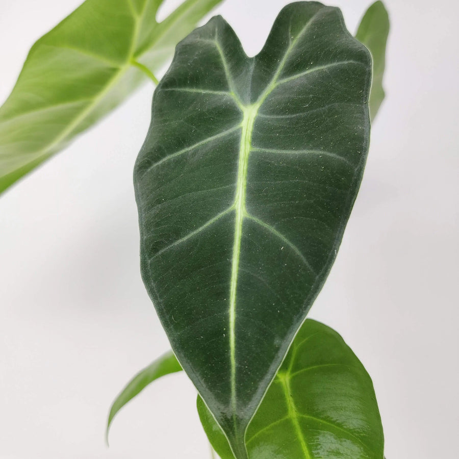 Alocasia Mitcholitziana Green Velvet - 14cm Pot Folia House