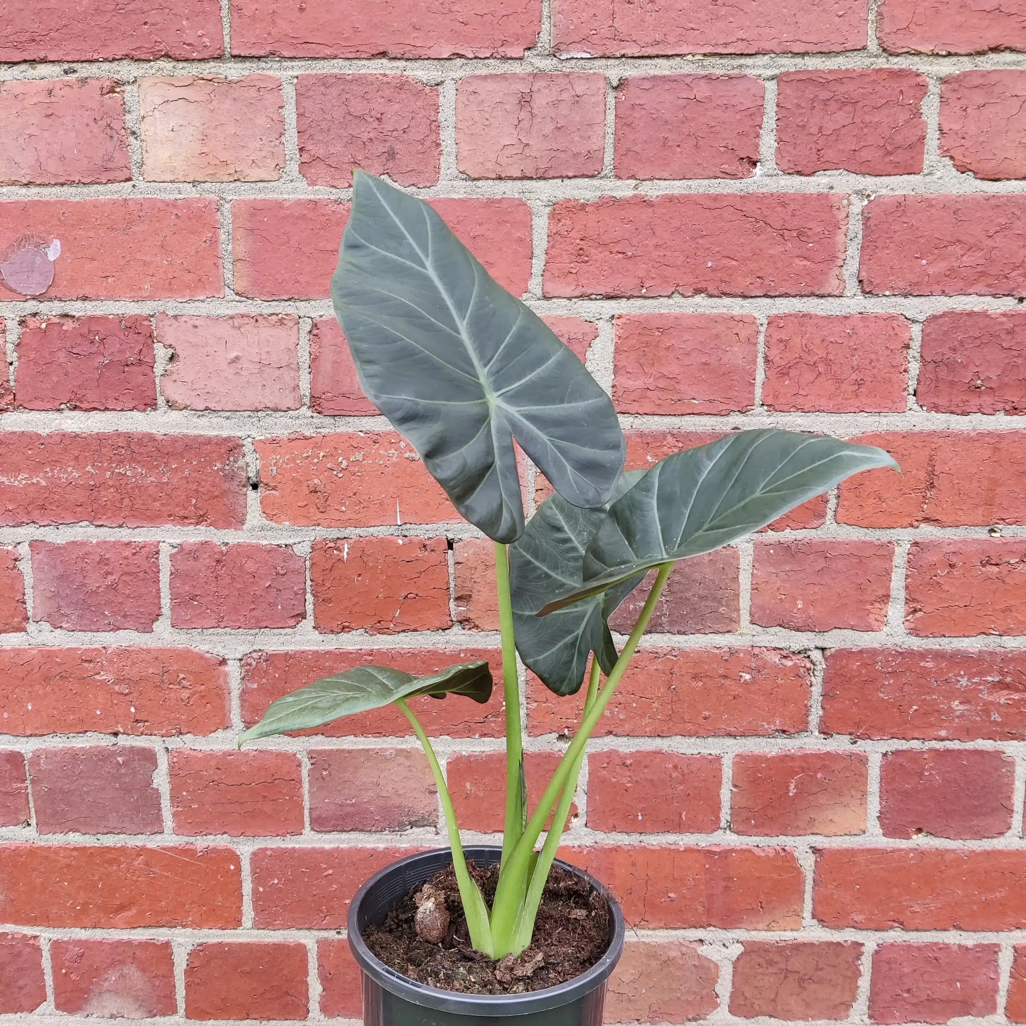 Alocasia Regal Shield - 17cm pot Folia House