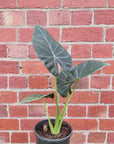 Alocasia Regal Shield - 17cm pot Folia House