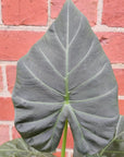 Alocasia Regal Shield - 17cm pot Folia House