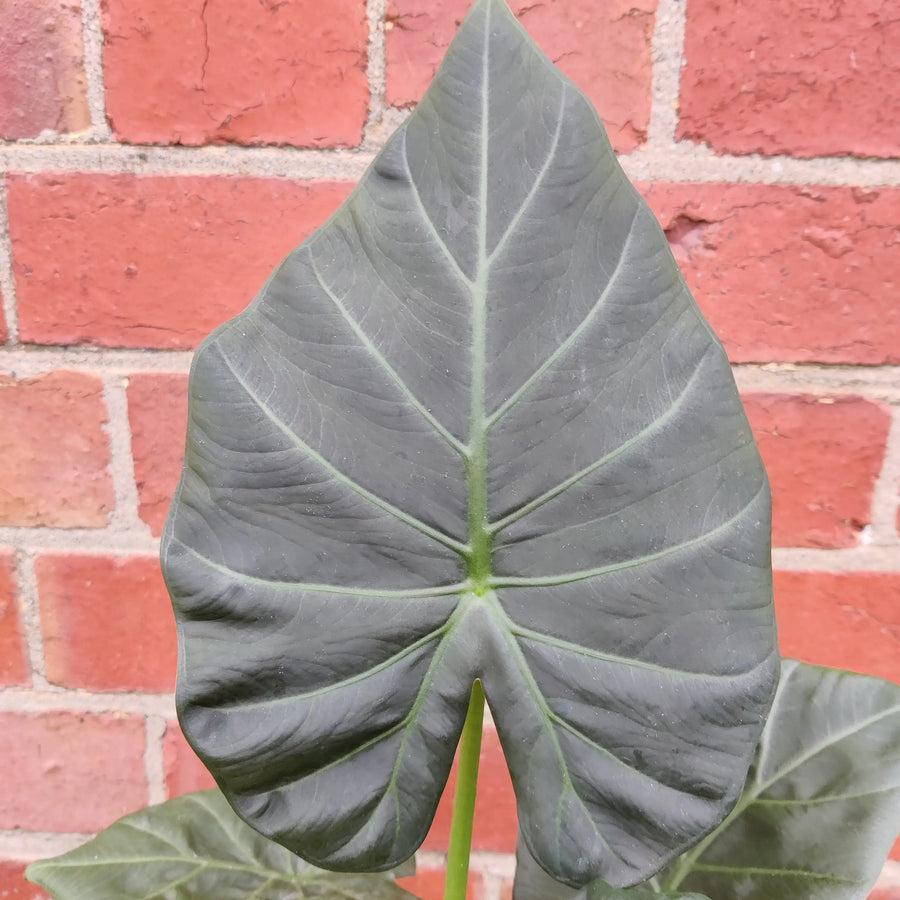 Alocasia Regal Shield - 17cm pot Folia House