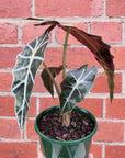 Alocasia amazonica - 13cm Pot Folia House