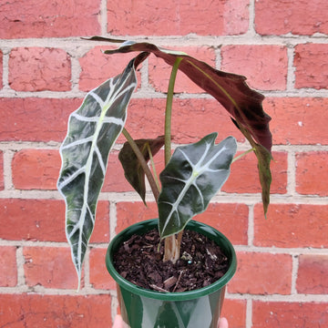 Alocasia amazonica - 13cm Pot Folia House