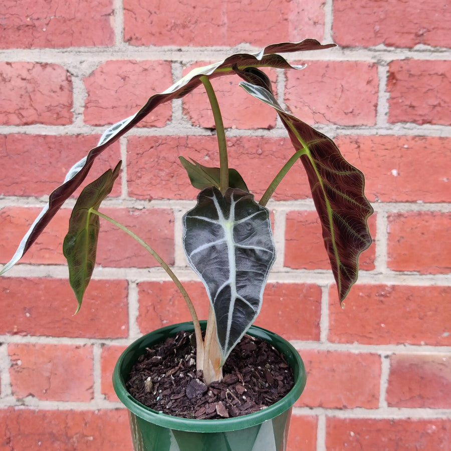 Alocasia amazonica - 13cm Pot Folia House