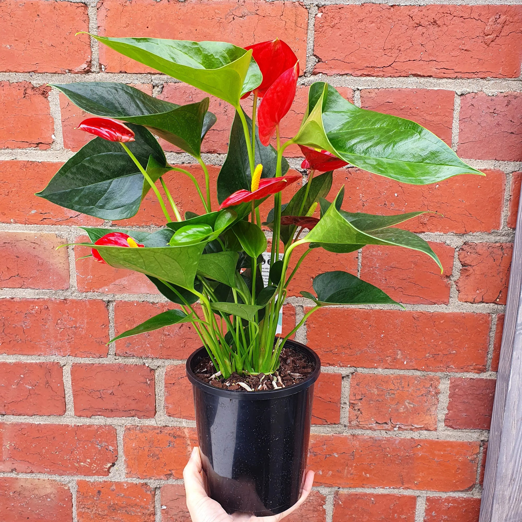 Anthurium - Red heart - 15cm pot Folia House