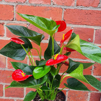 Anthurium - Red heart - 15cm pot Folia House