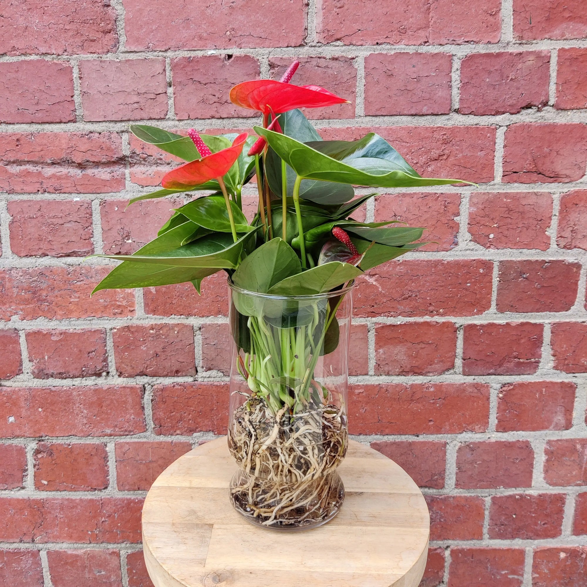 Anthurium in glass vase - Red heart - 12cm vase Folia House