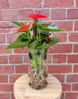 Anthurium in glass vase - Red heart - 12cm vase Folia House