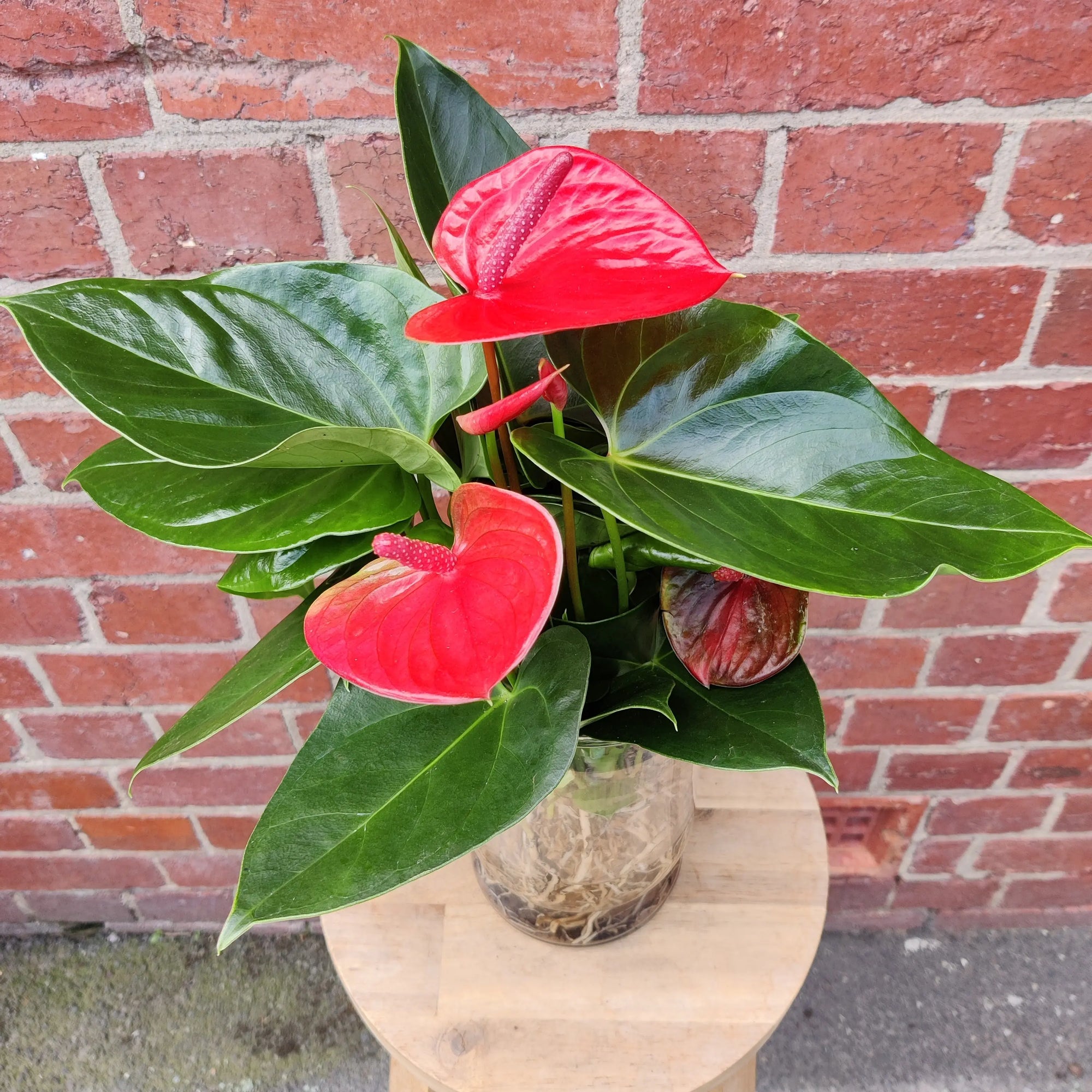 Anthurium in glass vase - Red heart - 12cm vase Folia House