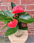 Anthurium in glass vase - Red heart - 12cm vase Folia House