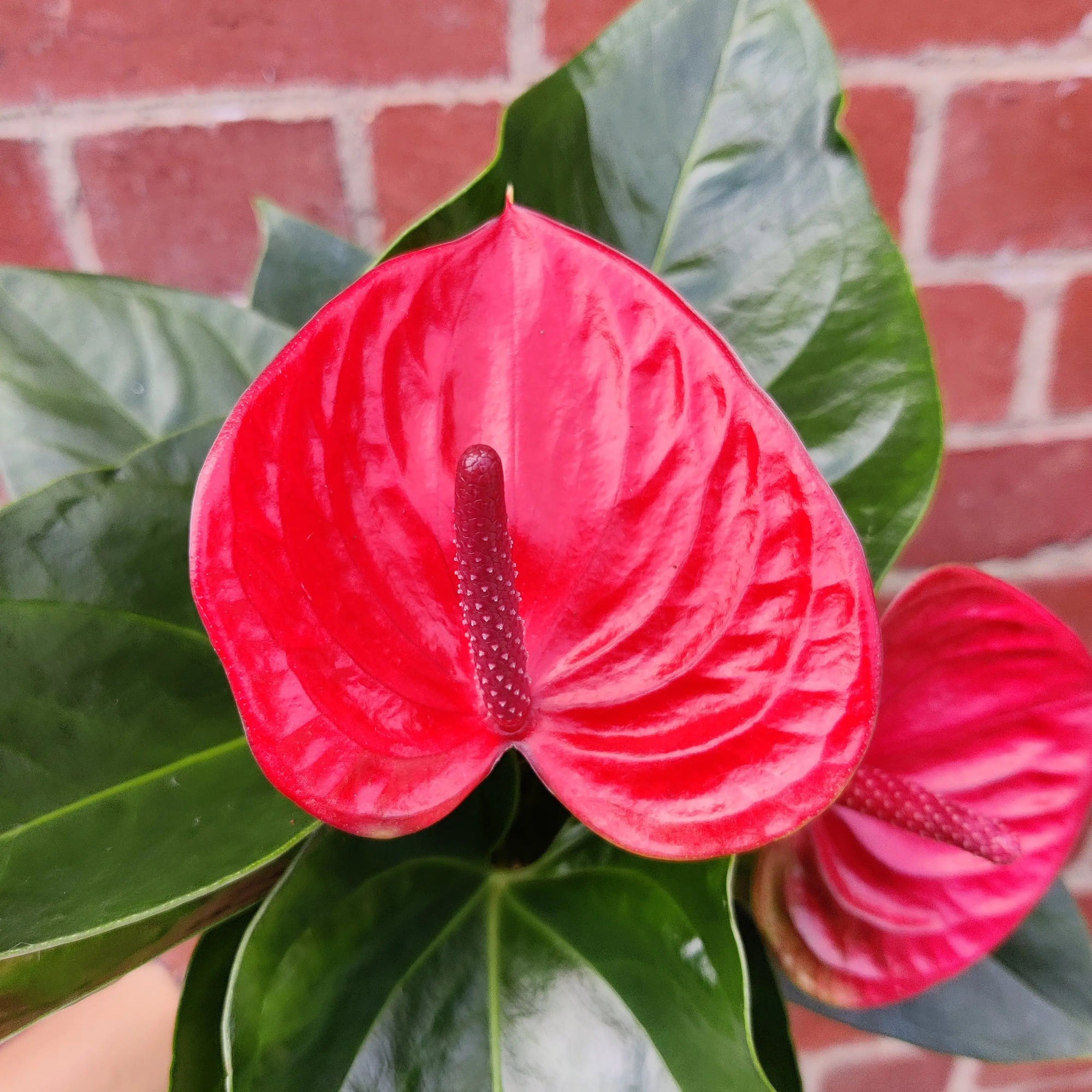 Anthurium in glass vase - Red heart - 12cm vase Folia House