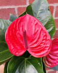 Anthurium in glass vase - Red heart - 12cm vase Folia House