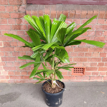 Australian Fan Palm (Licuala Ramsayi) - 30cm pot Folia House