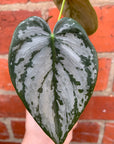 Baby Plant - Philodendron Brandtianum - 7cm Pot