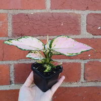 Baby  Plant - Aglaonema Pink Folia House