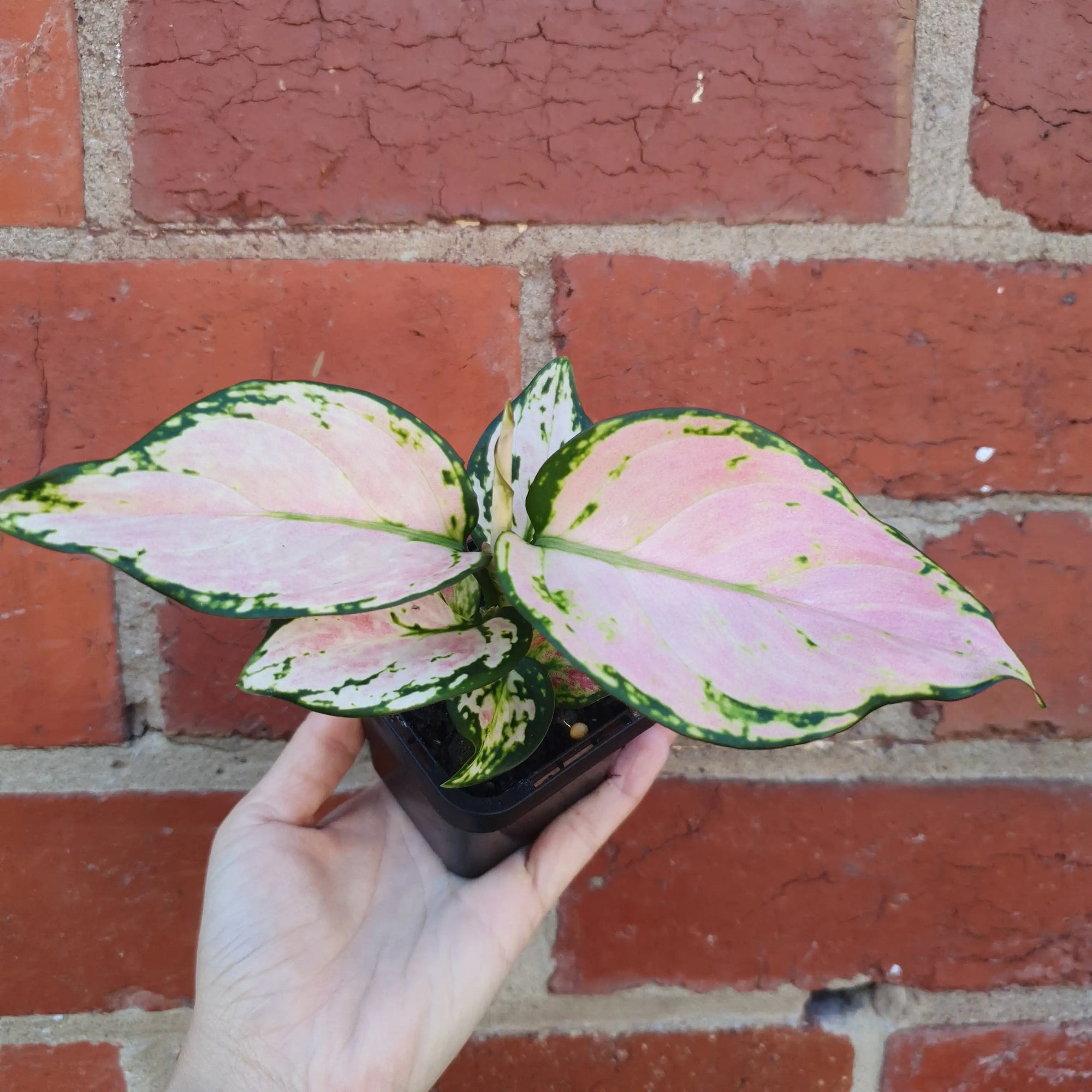 Baby  Plant - Aglaonema Pink Folia House