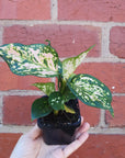 Baby  Plant - Aglaonema Speckle leaf Folia House