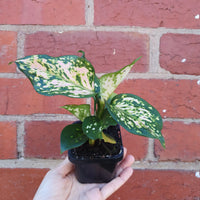 Baby  Plant - Aglaonema Speckle leaf Folia House