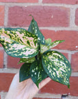 Baby  Plant - Aglaonema Speckle leaf Folia House