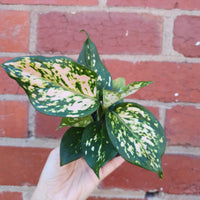 Baby  Plant - Aglaonema Speckle leaf Folia House