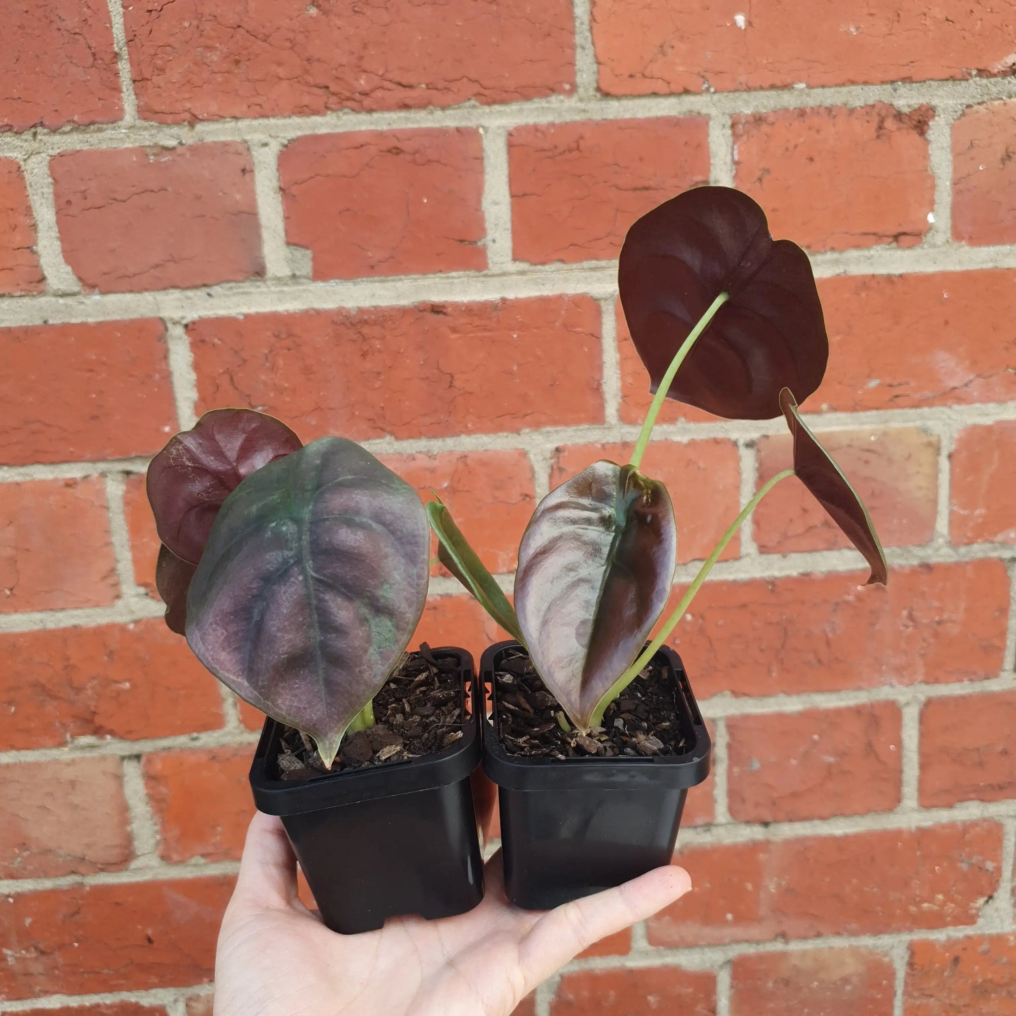 Baby Plant - Alocasia Red Secret Folia House