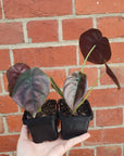 Baby Plant - Alocasia Red Secret Folia House