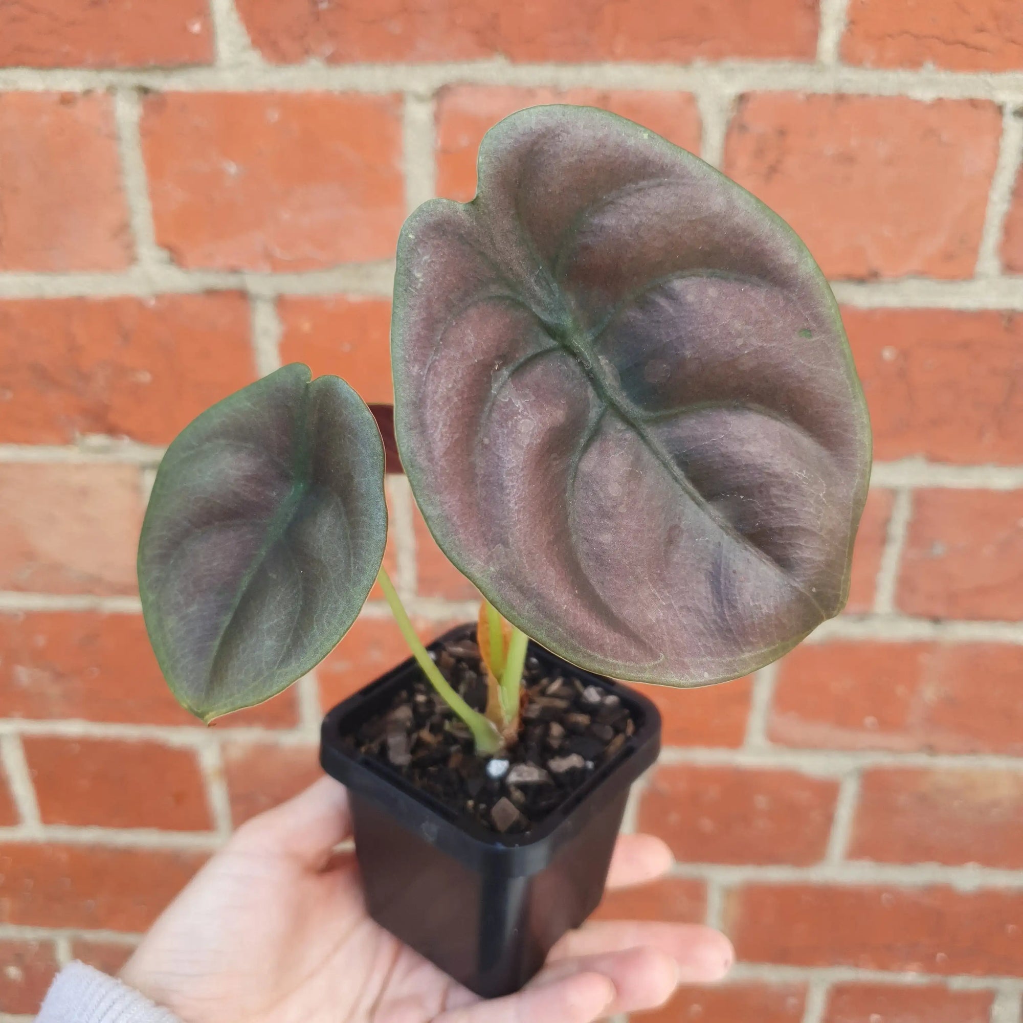 Baby Plant - Alocasia Red Secret Folia House