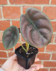 Baby Plant - Alocasia Red Secret Folia House