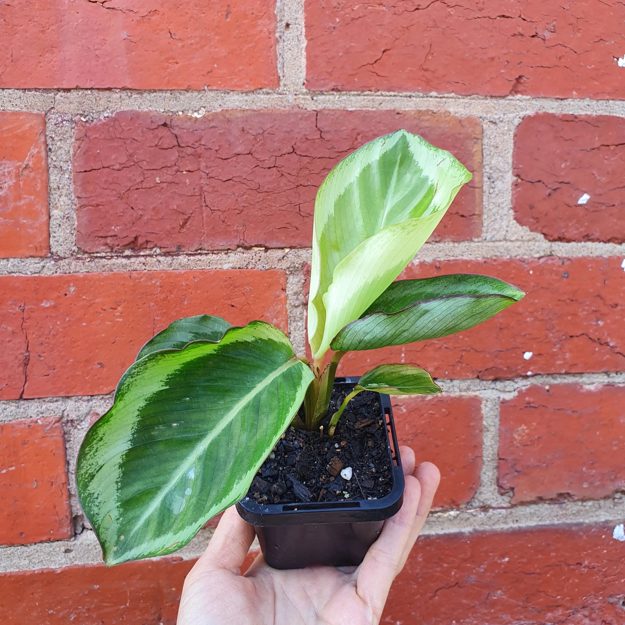 Baby Plant - Calathea Bicajoux Folia House