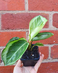 Baby Plant - Calathea Bicajoux Folia House