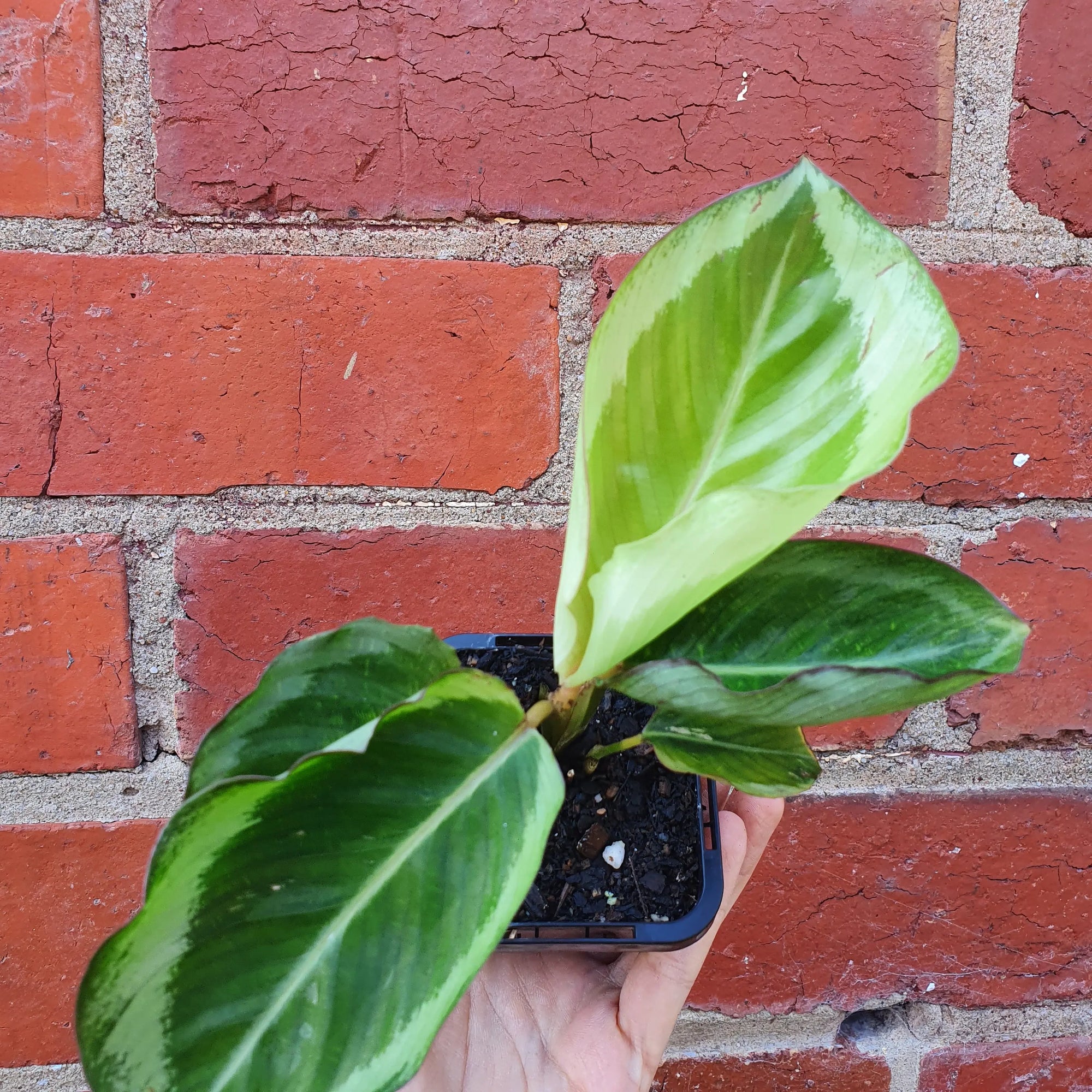 Baby Plant - Calathea Bicajoux Folia House