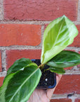 Baby Plant - Calathea Bicajoux Folia House